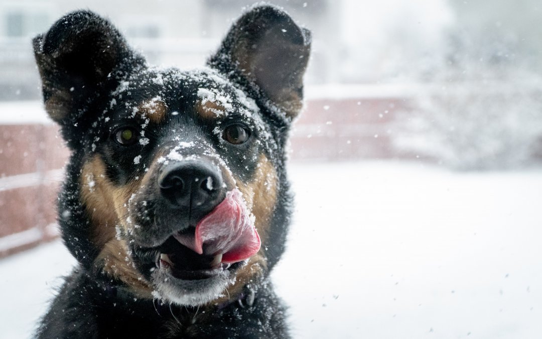 Why Include Pet Urine Removal Treatment In Your Winter Cleaning Routine?