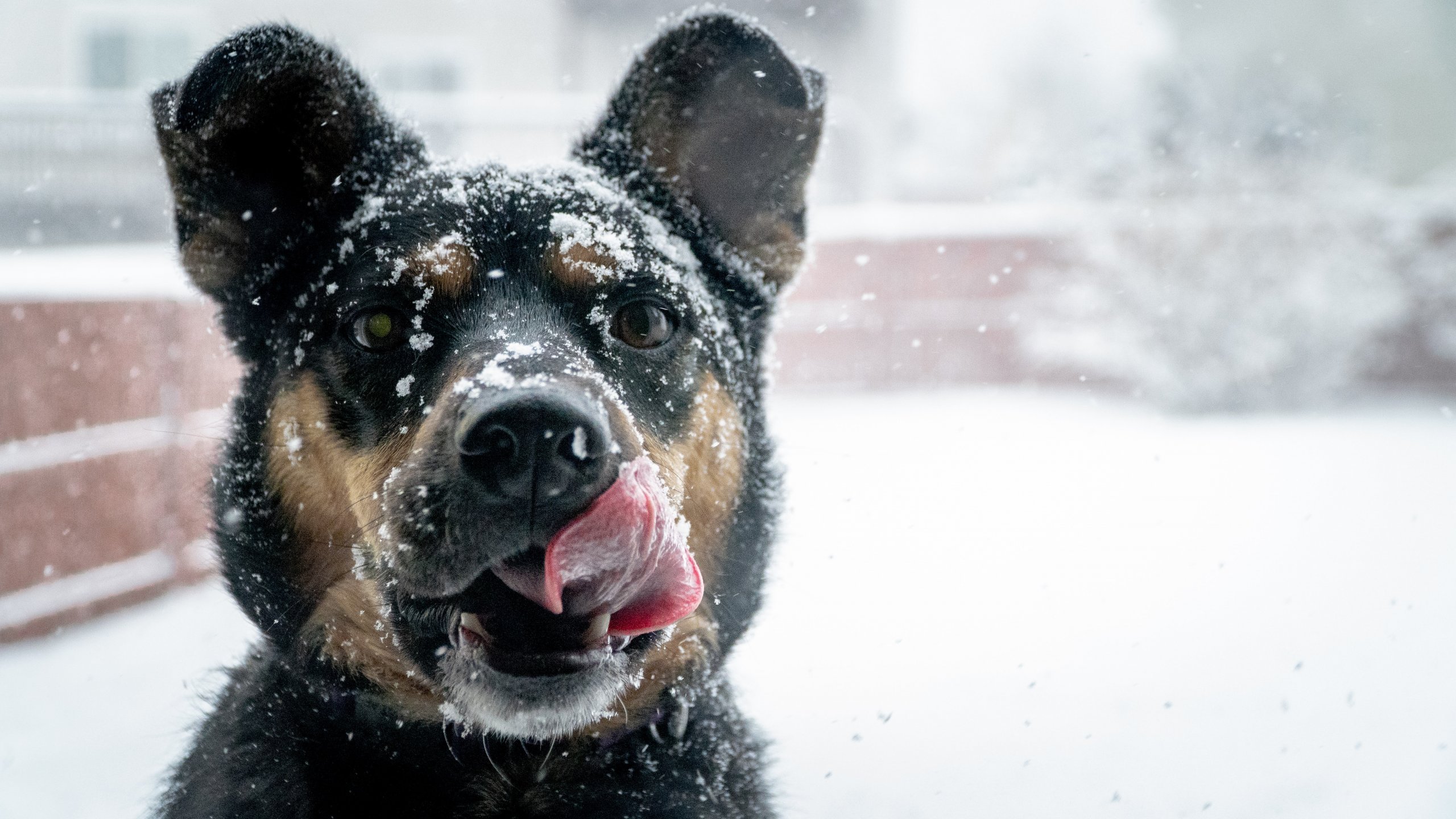 dog with snow