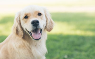 Pet Urine Removal As Part Of Your Spring Cleaning