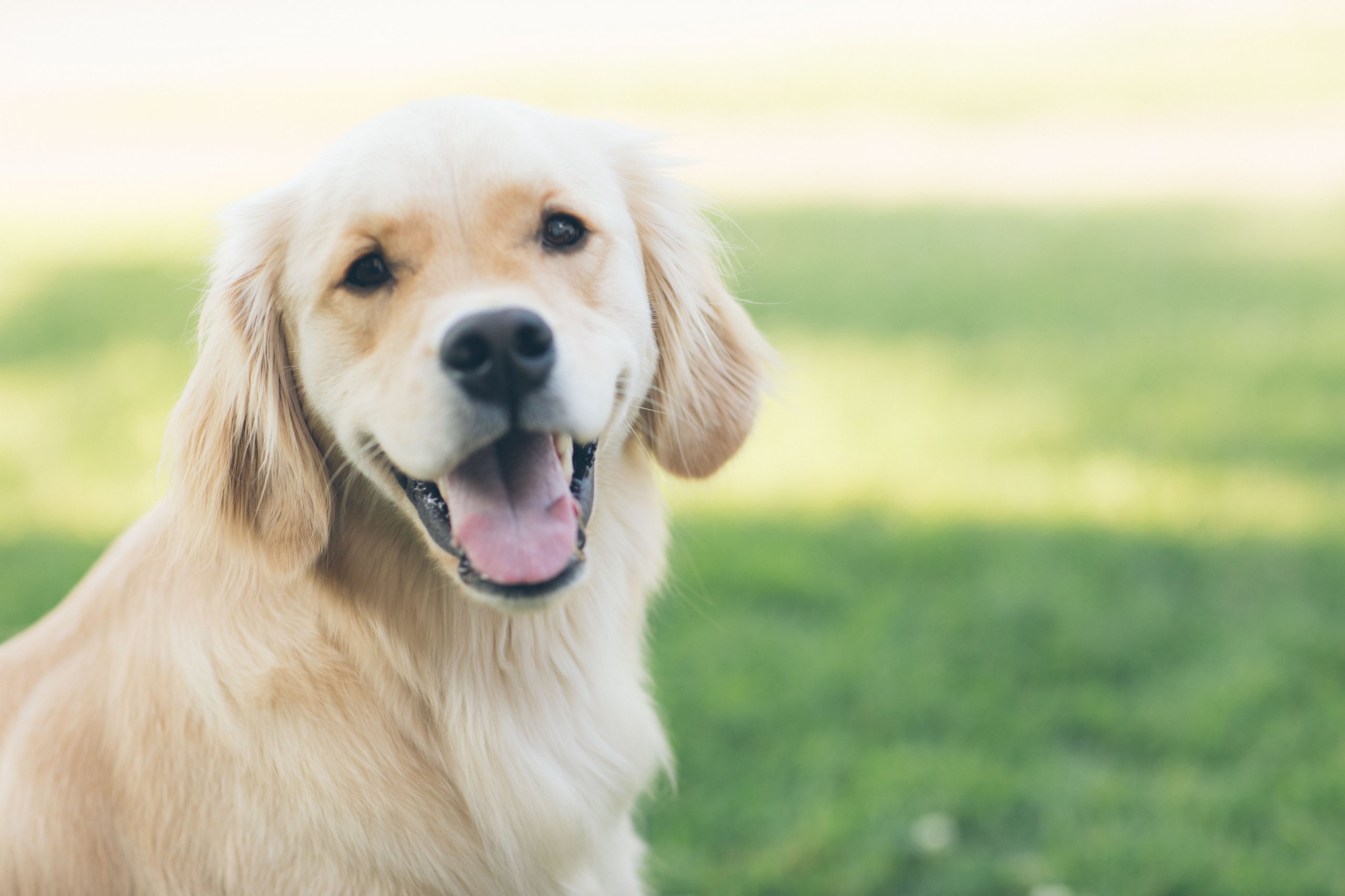 pet urine removal as part of your spring cleaning